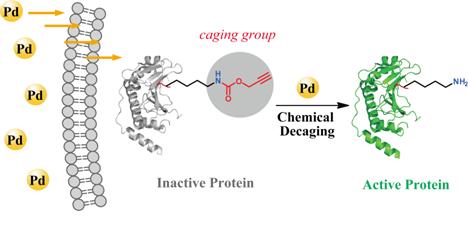 基于小分子鈀催化劑的活細(xì)胞蛋白質(zhì)特異激活技術(shù)